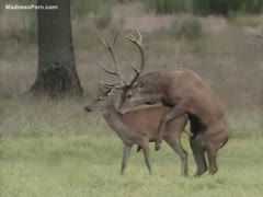 In the jungle, two huge deer are having sex.